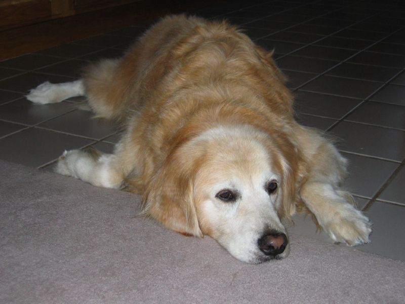 moms dog holly2